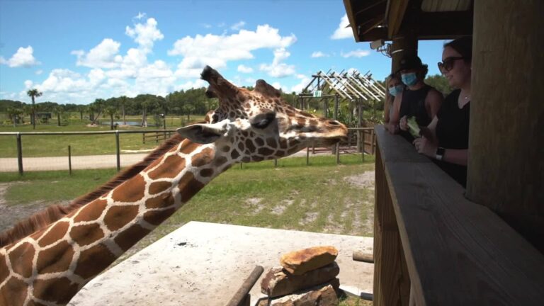 wild florida 768x432