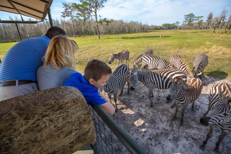 Safari Wilderness Ranch Zebras 768x512